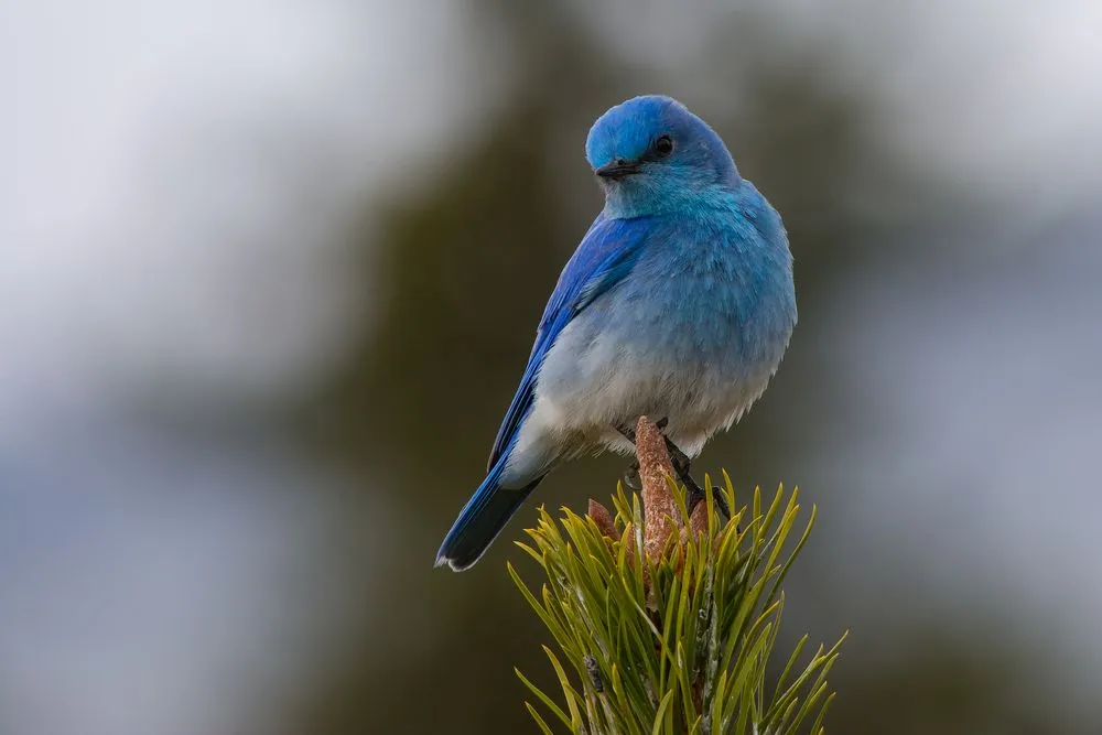 Bluebird Law Lawyer Reviews and Ratings
