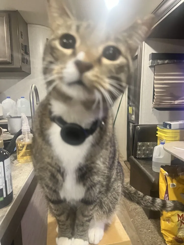 Sneaky Cat Private Investigations & Process Serving attorney Lawyer
